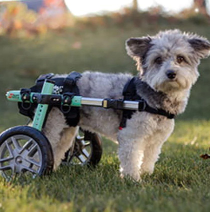 Treppenlift für Hunde oder Katzen